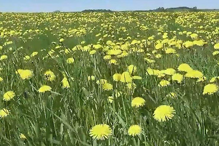 Eine Wiese voller Löwenzahl.