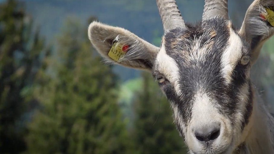 © Land Tirol / Raggl Respekt auf der Alm