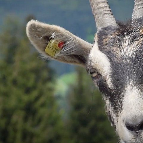 Respekt auf der Alm, Tier auf der Alm,