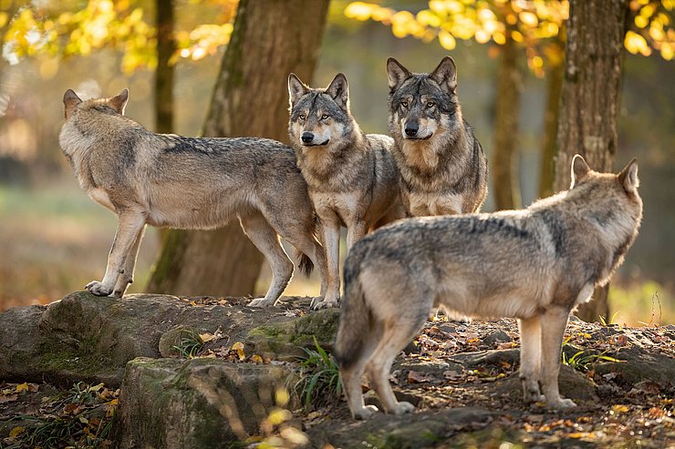 vier Wölfe stehen in einem herbstlichen Wald