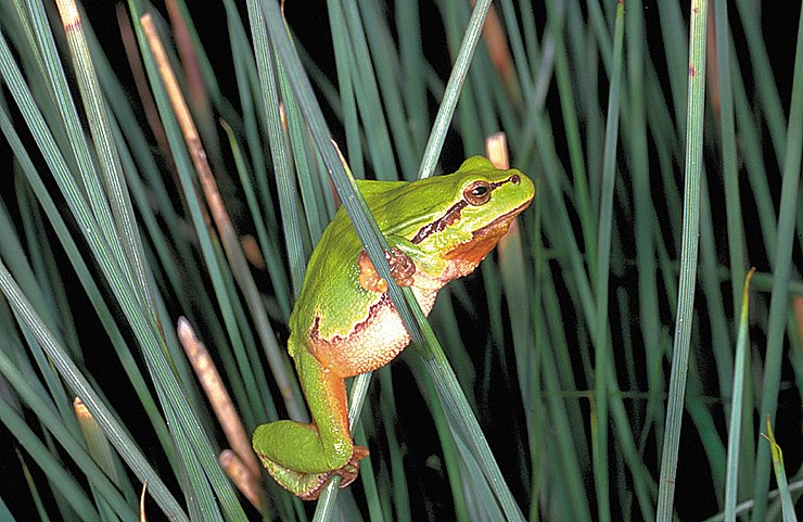 Laubfrosch