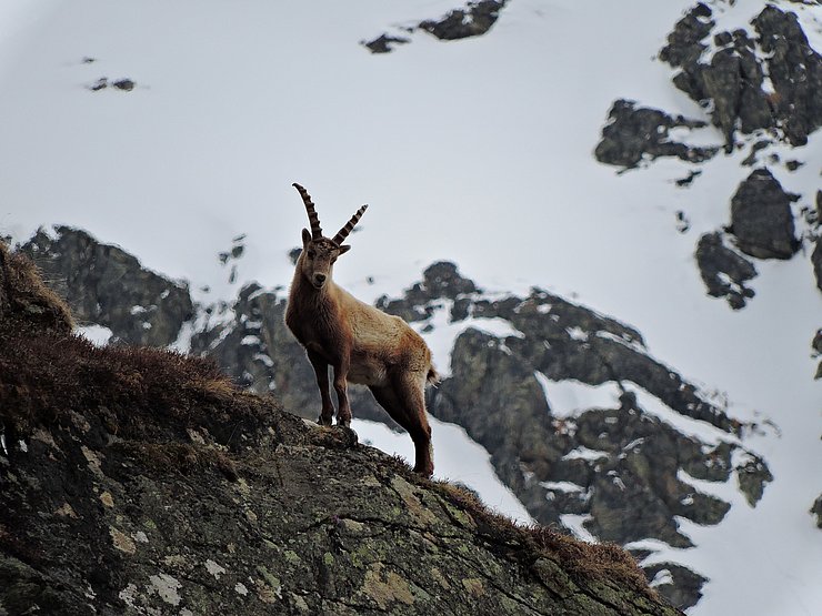 © Benedikt Kolp ein junger Steinbock steht im Winter auf einem Felsen