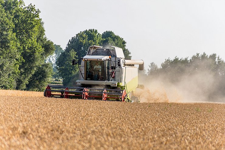 Getreidefeld mit Weizen bei der Ernte