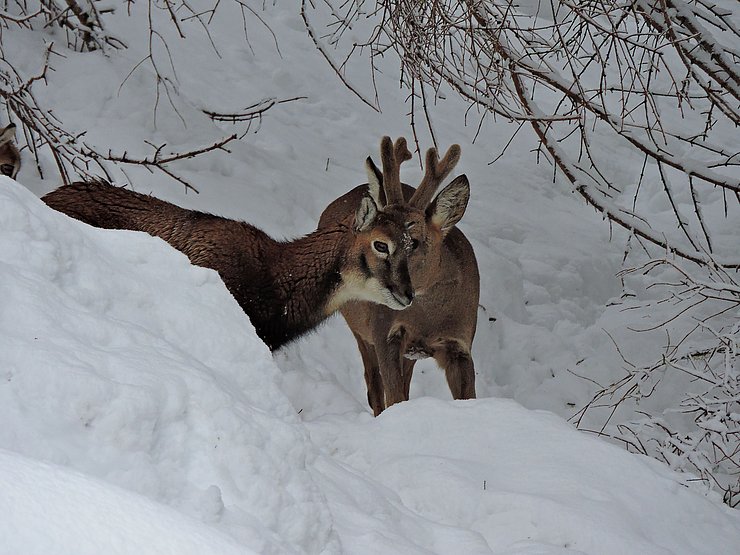 © Benedikt Kolp ein Muffelschaf und ein Rehbock eng beinander im tief verschneiten Wald