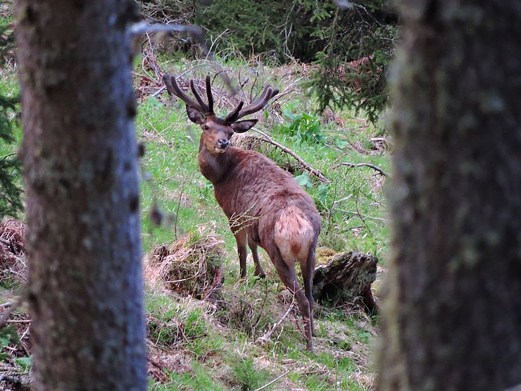 © Benedikt Kolp ein Hirsch auf einer Waldlichtung