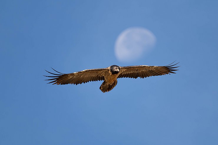 Bartgeier im Flug