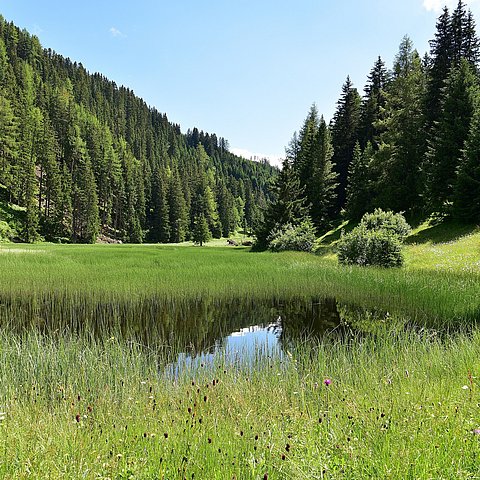 Weiher in Naturlandschaft