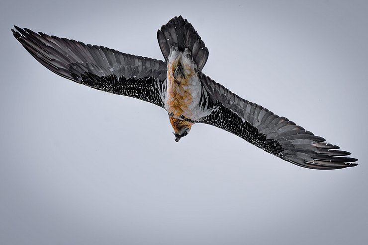 Bartgeier im Flug