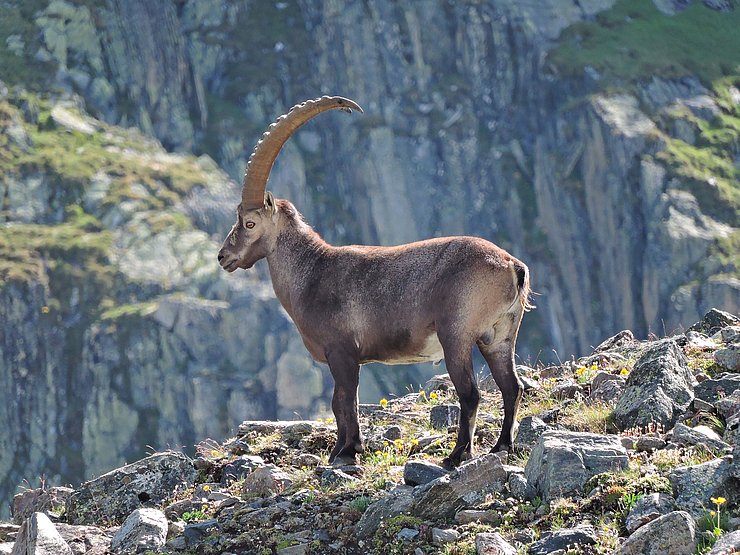 © Benedikt Kolp ein Steinbock steht majestätisch auf einem Bergvorsprung und blickt ins Tal
