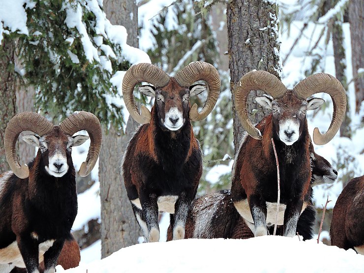 © Benedikt Kolp starke Muffelwidder im Winterwald