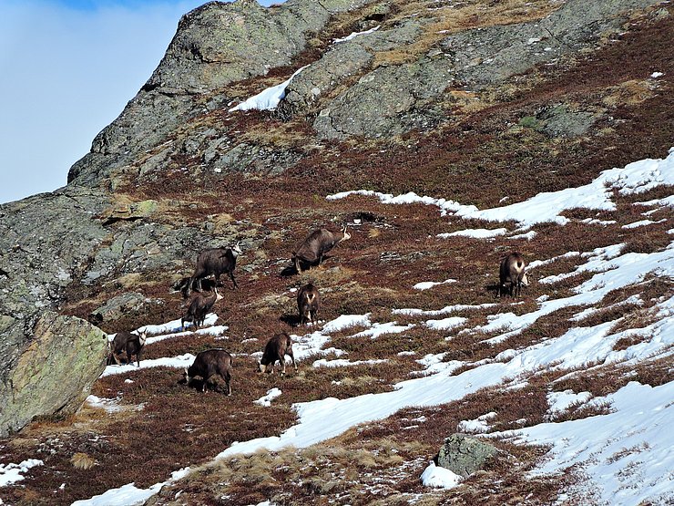 © Benedikt Kolp ein Gamsrudel hoch über der Waldgrenze, der Boden ist teilweise noch schneeig