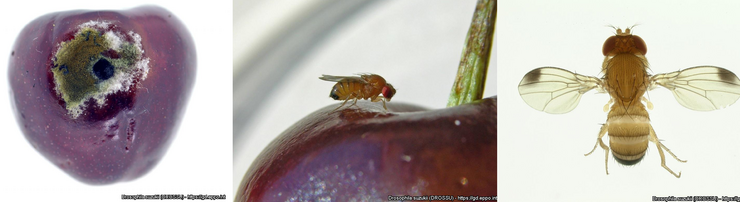 Foto-Collage, das links ein Schadbild der Kirschessigfliege (Drosophila suzukii) zeigt, ein Fraßloch mit sekundärer Pilzinfektion an einer Kirsche. In der Mitte die Nahaufnahme einer Kirschessigfliege sitzend auf einer Kirsche. Rechts eine Nahaufnahme einer Kirschessigfliege mit gespreizten Flügeln von oben.