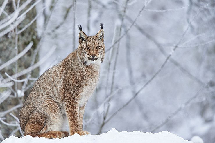 Eurasischer Luchs im Schnee