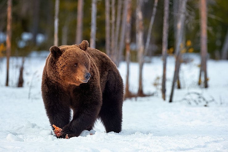 © Andrea Marzorati Braunbär im Winter