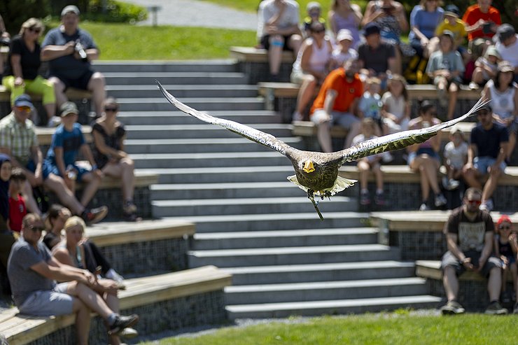 © Land Tirol/Sedlak Adler fliegend