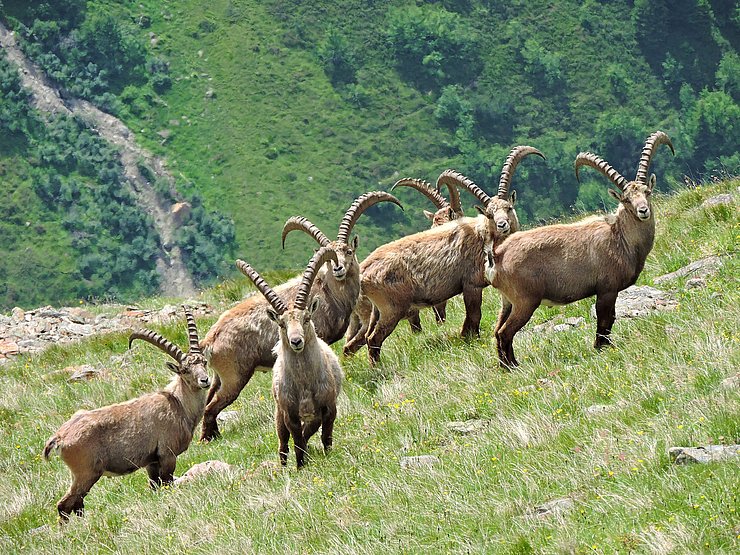 5 Steinböcke im Frühjahr auf einer Almwiese