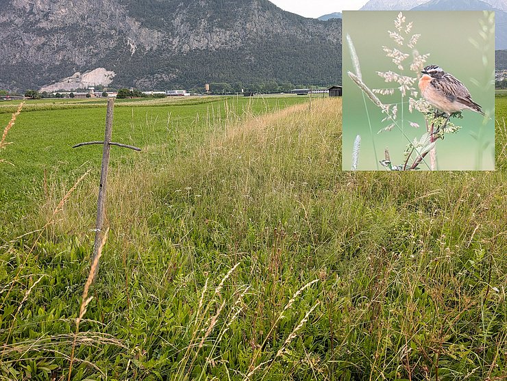 Das Braunkehlchen freut sich über Brachestreifen und Sitzwarten