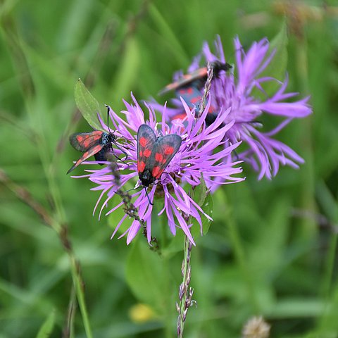 Drei kleine, rote Falter auf einer lila Blume. 