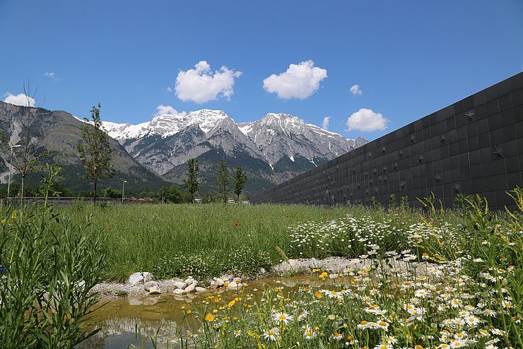 Urbane Artenvielfalt wird am Standort des Sammlungs- und Forschungszentrums der Tiroler Landesmuseen in Hall erhoben.