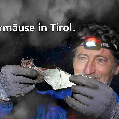 Fledermäuse in Tirol.
