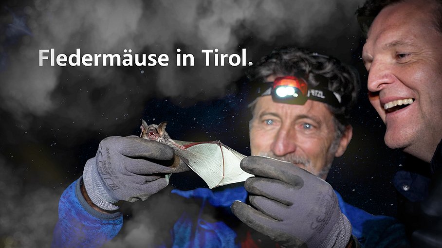 © Land Tirol/Raggl 500 Fledermäuse in Zirl.