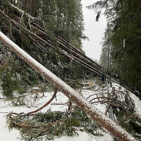 Foto der L266 Bschlaberstraße mit vom Sturm umgeworfenen Bäumen auf der Straße