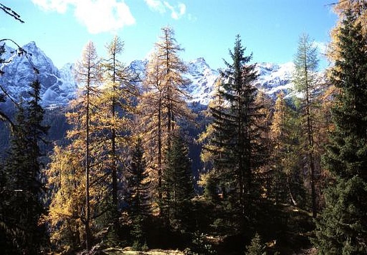 © Cumulus Bilddatenbank Wald