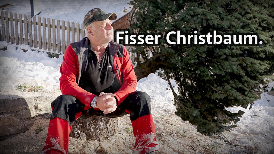 © Land Tirol/Raggl Fisser Christbaum am Landhausplatz.