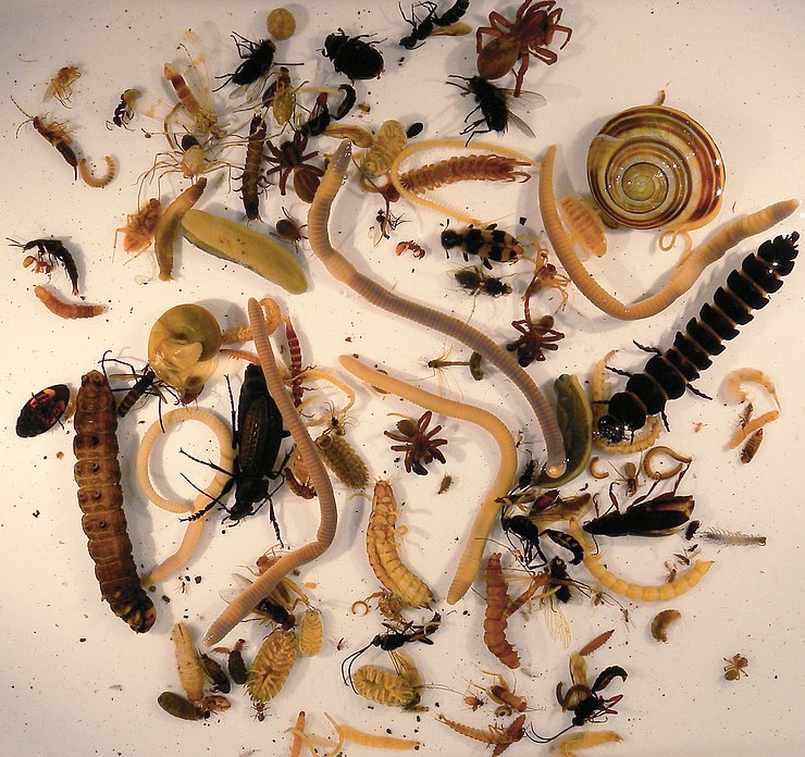 Bodentiere der Makrofauna | © T.Peham