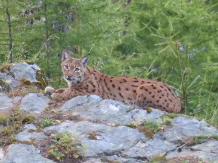 Dieser Luchs wurde 2016 im Gemeindegebiet von Fließ fotografiert. 