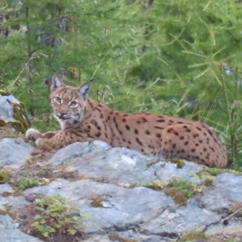 Dieser Luchs wurde 2016 im Gemeindegebiet von Fließ fotografiert. 