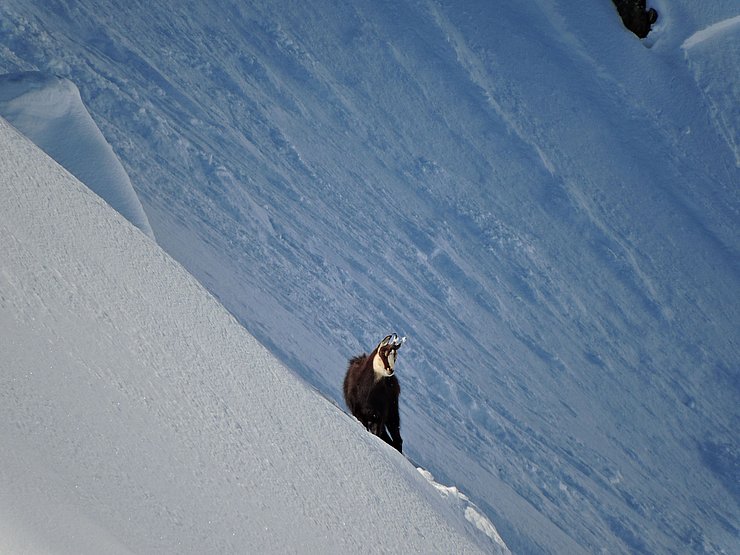 © Benedikt Kolp Gamsgeiß im schneebedecktenSteilgeländer