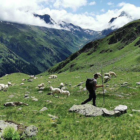 Über 700 Schafe und 80 Ziegen von 26 verschiedenen BesitzerInnen werden auf die Verwall Alm in St. Anton aufgetrieben. Sie zu schützen ist technisch möglich, aber vor allem in der Anfangsphase mit hohen Zusatzkosten verbunden.