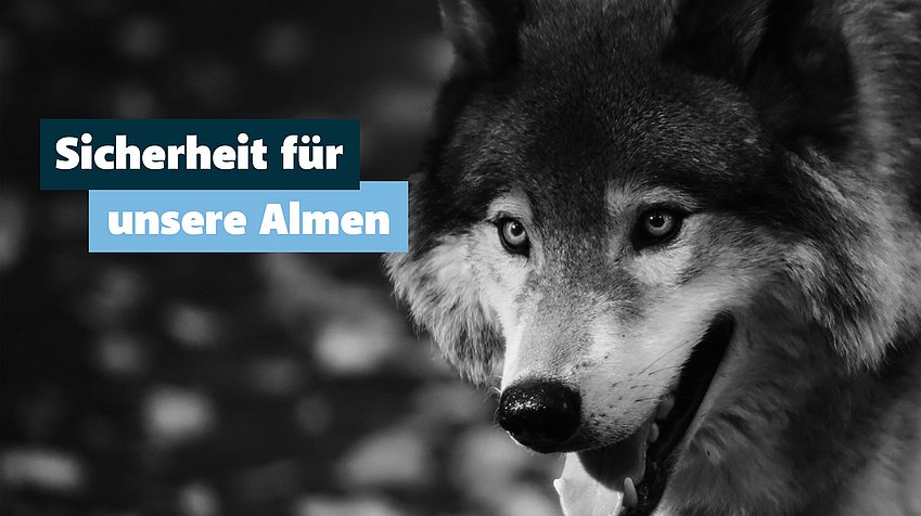 Senkung des EU-Wolfschutzstatus