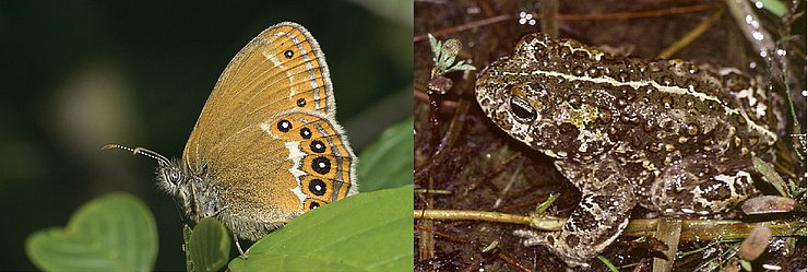 Zwei der bedrohten Tierarten die von den Maßnahmen profitieren Waldwiesenvögelchen und Kreuzkröte