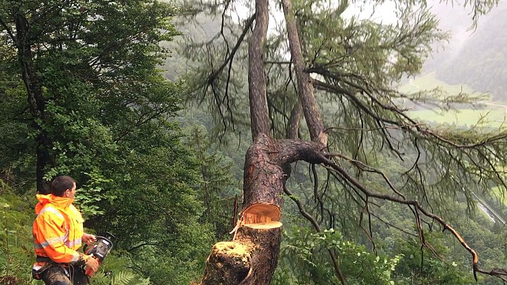 Fällen eines Baumes, um die Sicht auf das Signal vom Tal aus zu gewährleisten