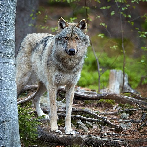 Wolf im Wald
