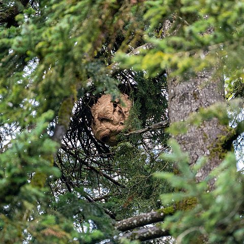 Erfolgreiche Bekämpfung der Asiatischen Hornisse in Tirol