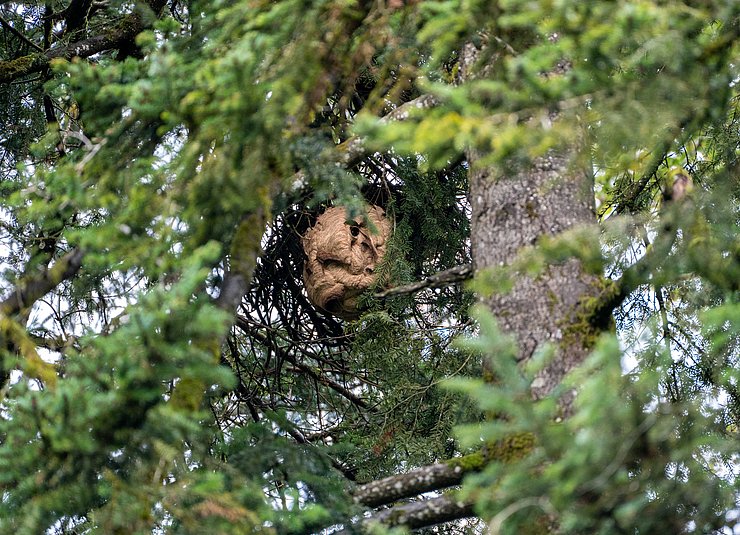 © Land Tirol/Hörmann Nest der Asiatischen Hornisse auf Baum