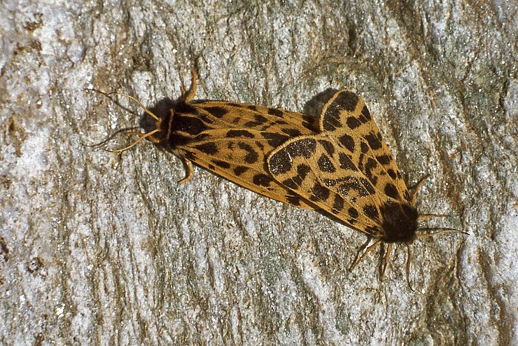 Kleiner brauner Schmetterling