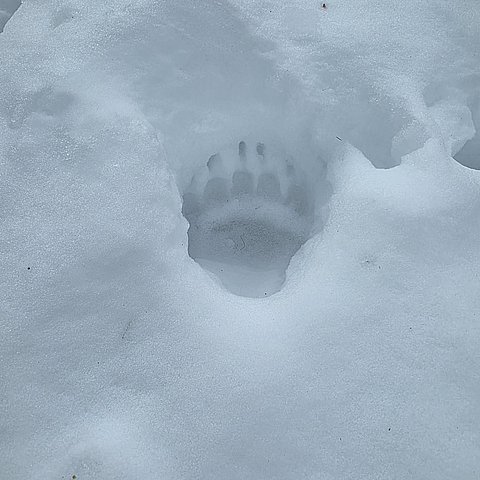 Bär im Gemeindegebiet Pfunds im Bezirk Landeck nachgewiesen
