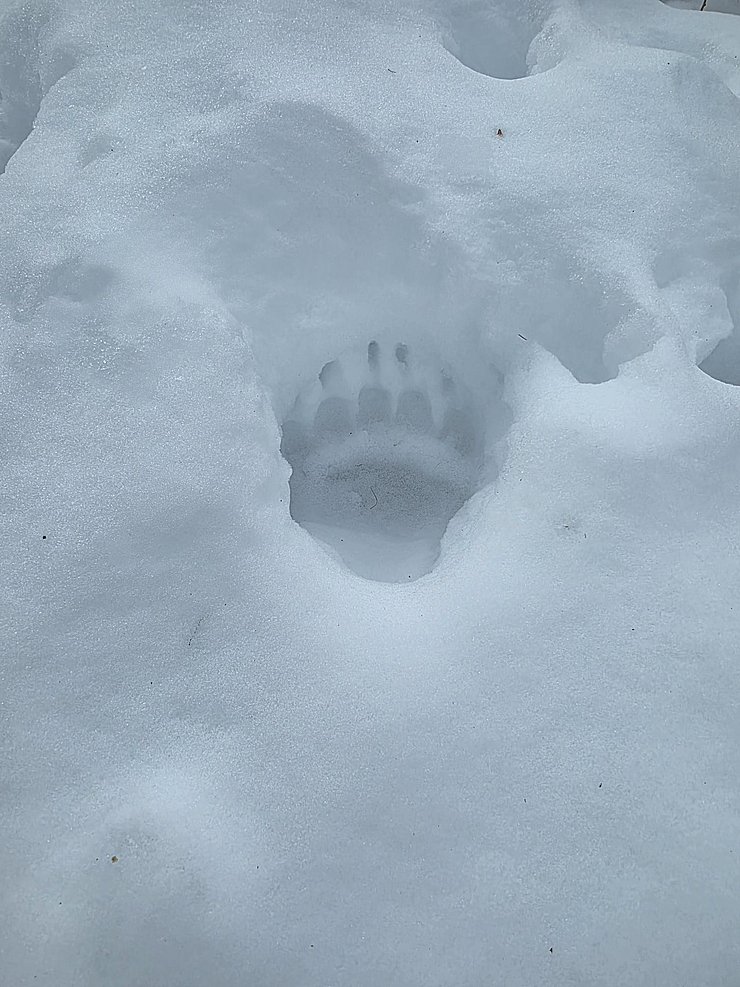 Pfoten-Abdruck im Schnee