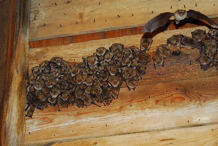 Fledermäuse hängen an einer Holzdecke