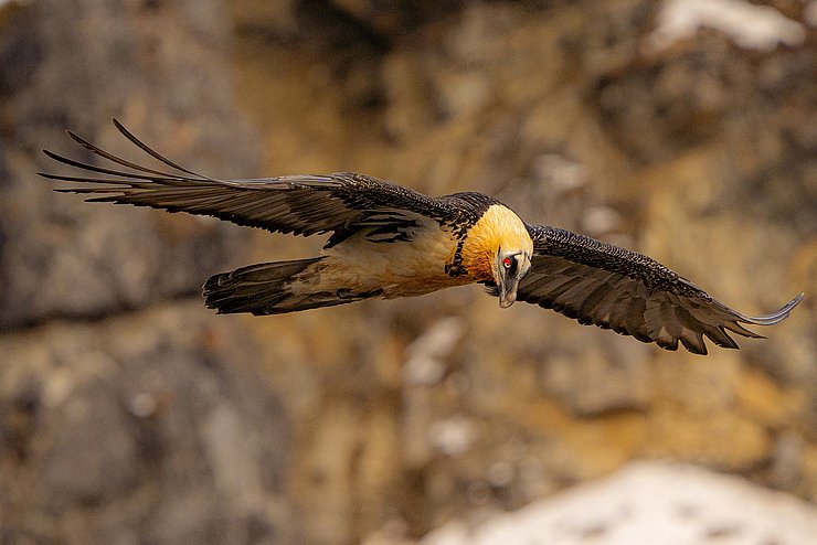 Bartgeier im Flug