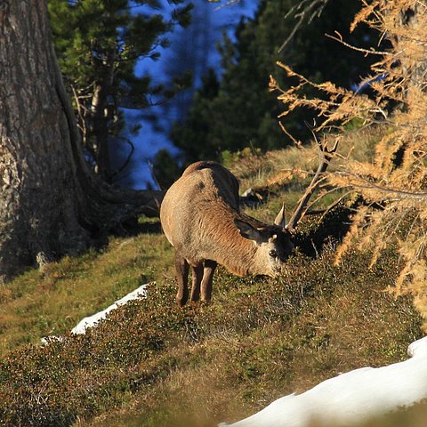 Ziel des Projekts war die Schaffung einer Grundlage für einen gesunden und klimafitten Wald sowie eine wildökologisch vertretbare Überwinterung des Rotwilds.