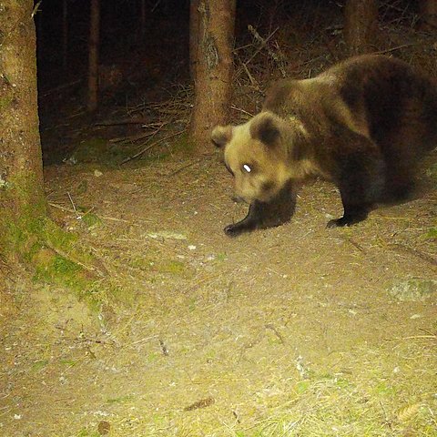 Bär, Nachtaufnahme