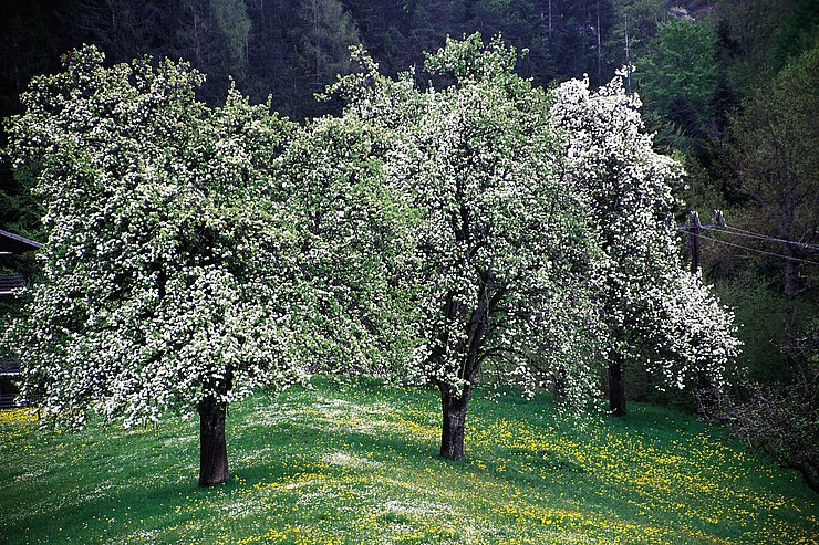 Obstbaum