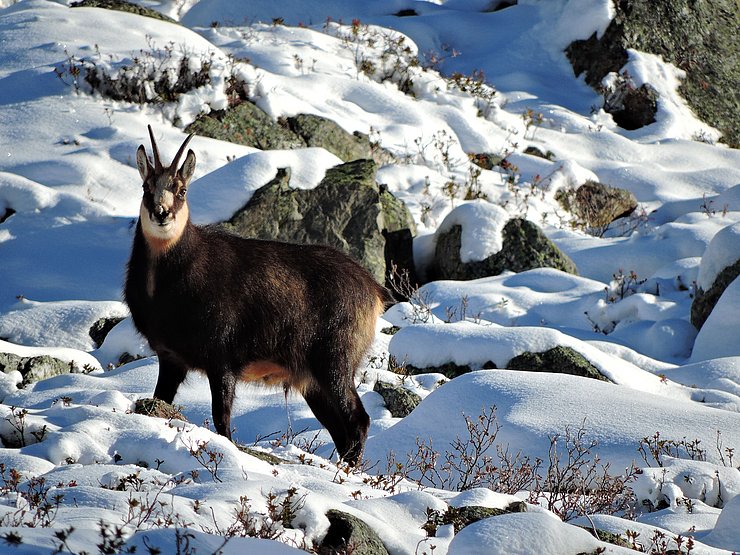 © Benedikt Kolp ein Gamsbock in der Brunft im Winter