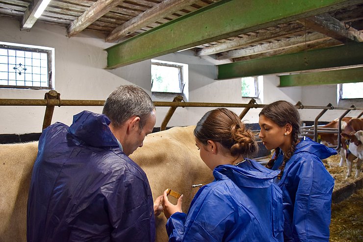 © Land Tirol/Jansenberger Ein Mann und zwei Schülerinnen untersuchen eine Kuh.