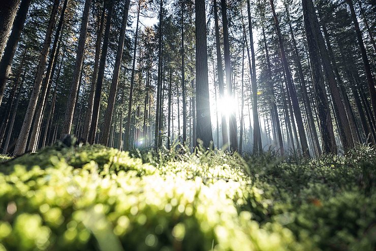 Der Wald schützt Tirol und erfüllt wichtige Funktionen - vom Schutz bis hin zur Wasserbevorratung. 